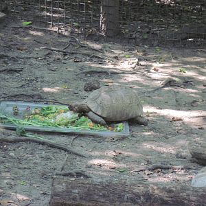 Africa-Leopard Tortoise