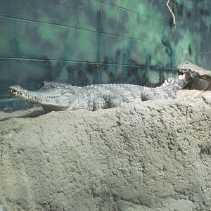 Africa-Crocodile