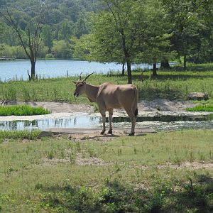 Africa-Eland