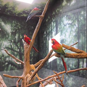 Discovery Barn-Macaws