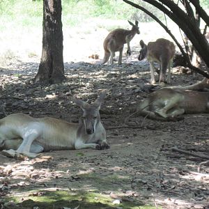 Australia-Kangaroos
