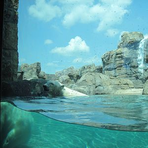 Polar Bear Passage-Polar Bear