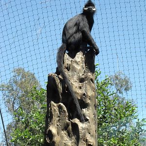 Francois' Langur
