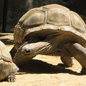 Aldabra Tortoises