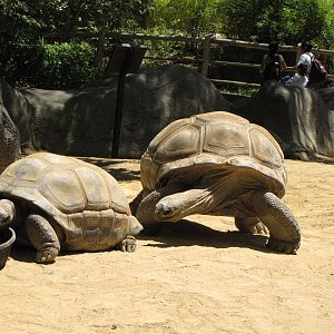 Aldabra Tortoises