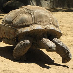 Aldabra Tortoise