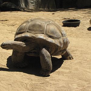 Aldabra Tortoise