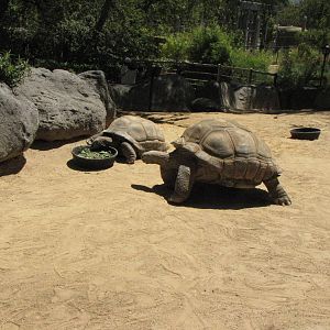 Aldabra Tortoises
