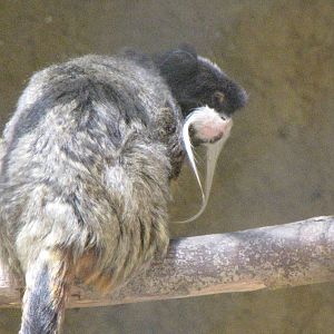 Emperor Tamarin