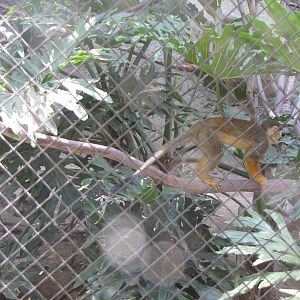 Squirrel Monkey Exhibit