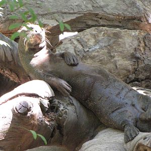Giant Otter