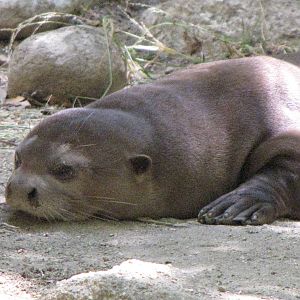 Giant Otter