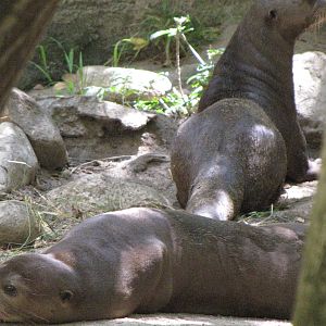 Giant Otters