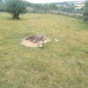 2 female Ostrich`s on the same nest