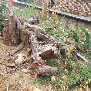Leopard Tortoise enclosure