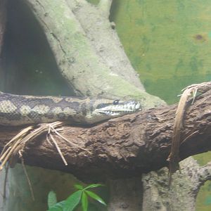 Carpet Python