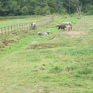 Asiatic Water Buffalo