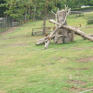 Guinea Baboon enclosure view
