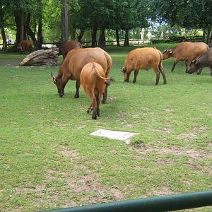 Congo Buffalo on the grass paddock