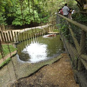 Hippo walkway