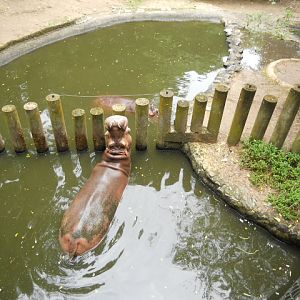 Hippo pool and barrier