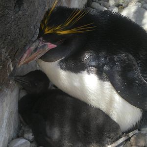 Macaroni Penguin and Chick 2010