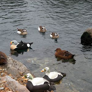 Sea ducks