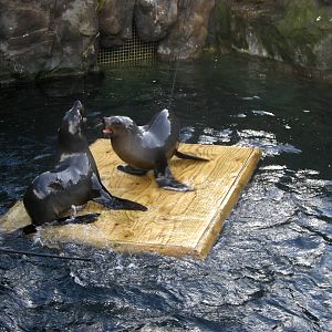 South American Fur Seals