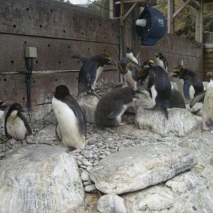 Macaroni Penguin colony with chicks 2010