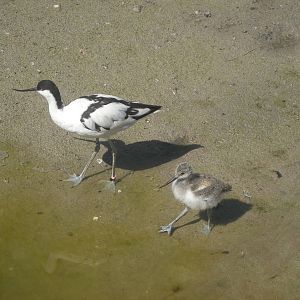 Avocet Chick & Parent 2010