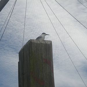 Common Tern
