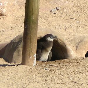 African Penguin Chick