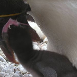 Macaroni penguin chick feeding