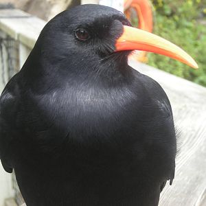 Red-billed Chough