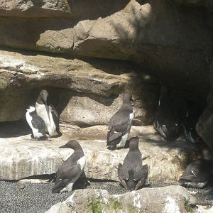 Common Guillemots breeding