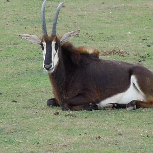 sable antelope 5 08/10
