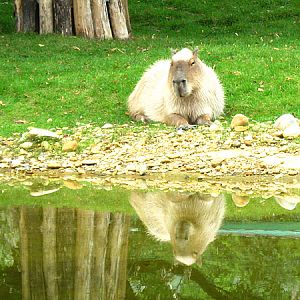 Capybara at Zoo Vienna