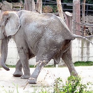 African elephant Drumbo