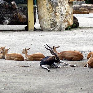 Black-bucks at Zoo Vienna