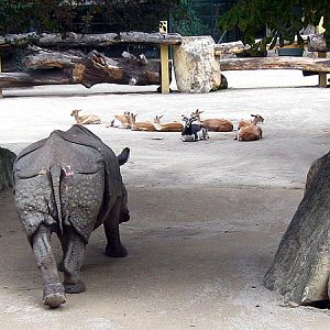 Indian rhino Jange and black-bucks at Zoo Vienna