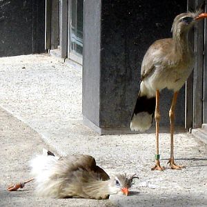 Seriemas at Zoo Vienna
