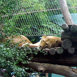 Lioness Somali at Zoo Vienna