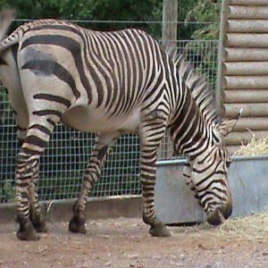 hartmanns mountain zebra2 08/10