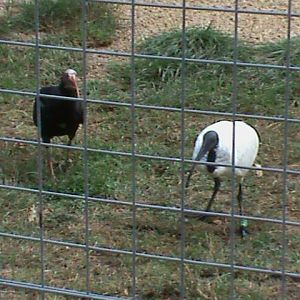 waldrapp and sacred ibis 08/10