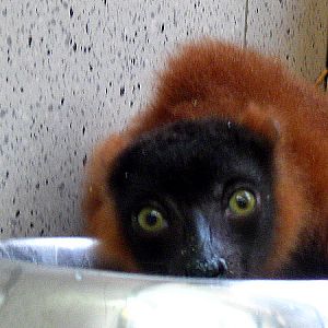 Red Ruffed Lemur cub at Zoo Vienna
