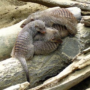 Sleeping Banded Mongooses at Zoo Vienna