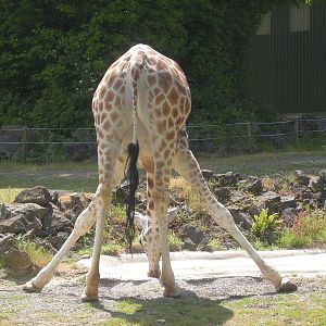 Paignton Zoo 2009