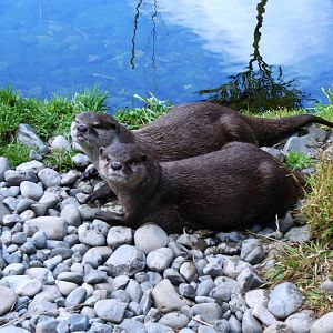 Otters Jan2007