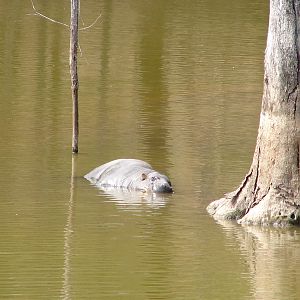 Pygmy Hippo