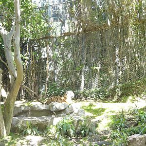 Tiger River - Malayan Tiger